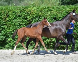 jumper Cascall 5 (Zangersheide riding horse, 2015, from Casall Ask)