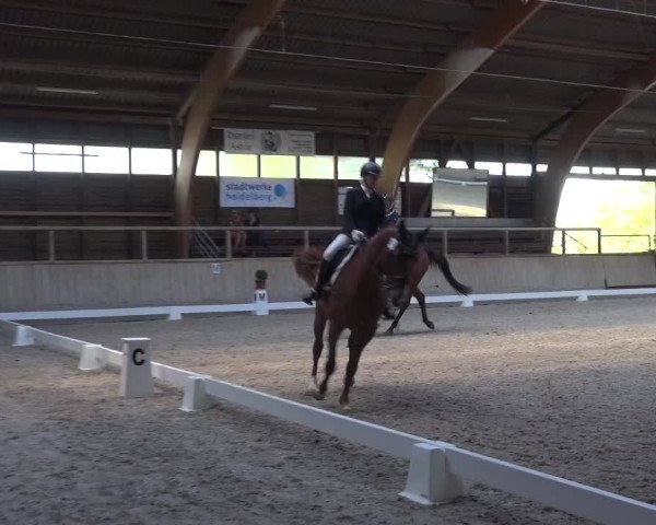 Reitturnier Heidelberg-Kirchheim 2019