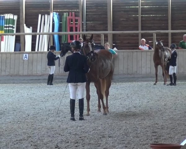 Reitturnier Heidelberg-Kirchheim 2019