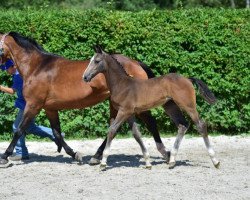 jumper Cruz Z (Zangersheide riding horse, 2015, from VDL Cardento 933)