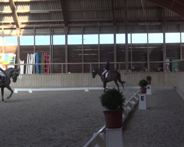 Reitturnier Heidelberg-Kirchheim 2019