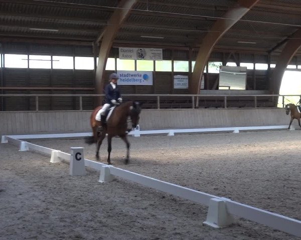 Reitturnier Heidelberg-Kirchheim 2019