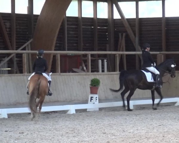 Reitturnier Heidelberg-Kirchheim 2019