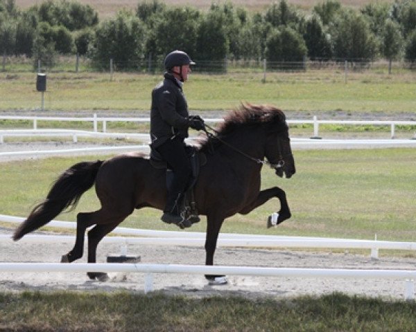 Deckhengst Andri frá Vatnsleysu (Islandpferd, 2001, von Kolfinnur frá Kjarnholtum I)