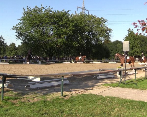 Reitturnier Recklinghausen 2019