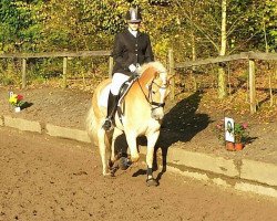 dressage horse Nico 1175 (Haflinger, 2006, from Notabilis)