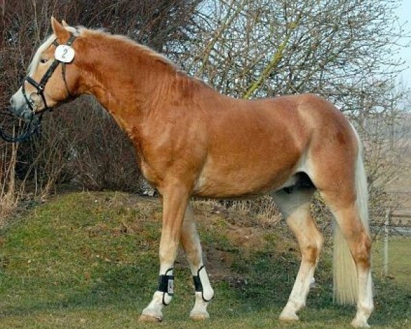 stallion Salero (Haflinger, 2006, from Santana)