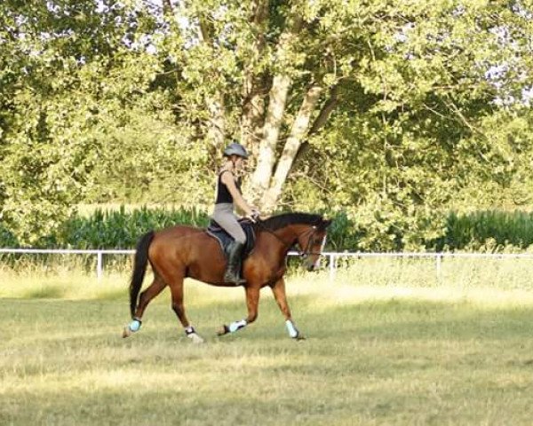 dressage horse Mr. Timberland 2 (German Riding Pony, 2004, from Marcello)