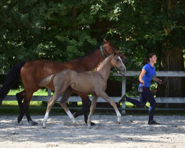 stallion Charlie La Loi Z (Zangersheide riding horse, 2015, from Scuderia 1918 Casago)