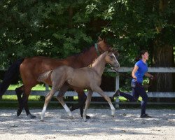 stallion Charlie La Loi Z (Zangersheide riding horse, 2015, from Scuderia 1918 Casago)