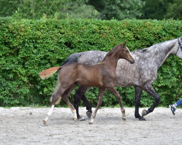 horse Alixe de Spalbec Z (Zangersheide riding horse, 2015, from Aganix du Seigneur)