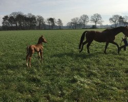 horse Vitali (Westphalian, 2016, from Vitalis)