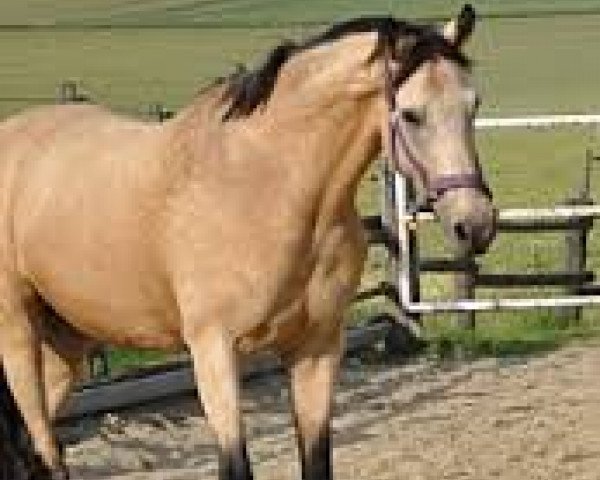 horse Godzilla (German Riding Pony, 2011, from Golden Dancer)