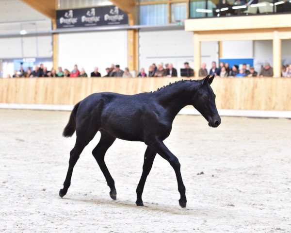horse Monte Cristallo (Westphalian, 2015, from Monte Bellini)