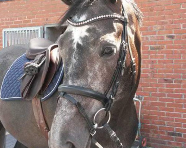 horse Lilliputt (Oldenburg show jumper, 2011)
