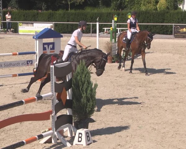 Reitturnier Durmersheim-Hardt 2019