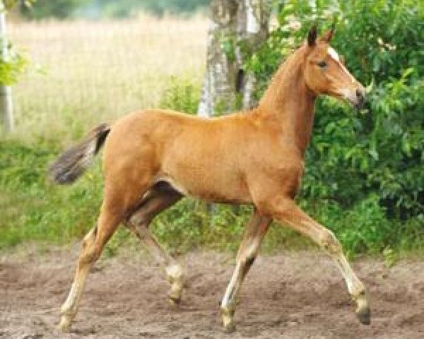 horse New Magic (German Riding Pony, 2012, from Nadir vom Splitting WE)