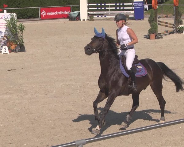 Reitturnier Durmersheim-Hardt 2019