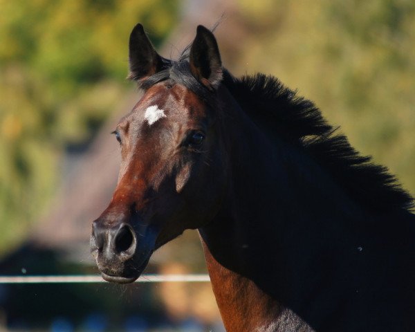 horse Lucilectric 6 (Oldenburg, 1999, from Lady's King)