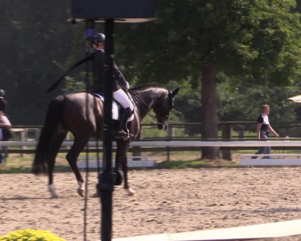 Reitturnier Recklinghausen 2019