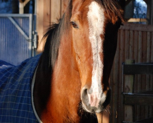 broodmare Leika (Hanoverian, 2006, from Lord Z)