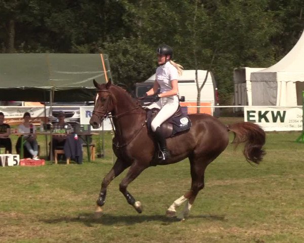Reitturnier Kellinghusen 2019