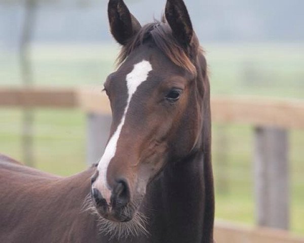 Pferd Santaro (Hannoveraner, 2011, von Stanley)