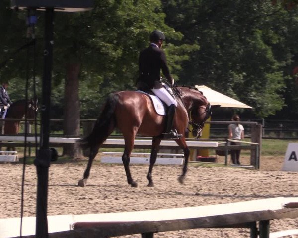 Reitturnier Recklinghausen 2019