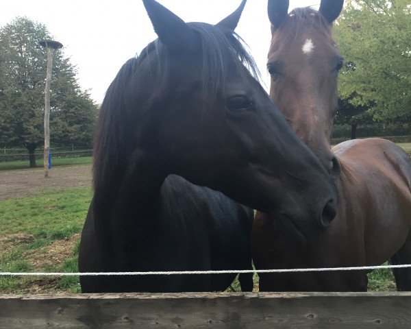 broodmare Honey Moon (Hanoverian, 2007, from Hotline)