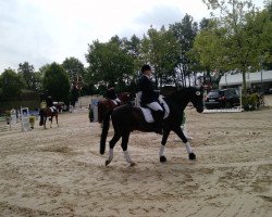 dressage horse Balko 11 (Westphalian, 1997, from Bavarottie)