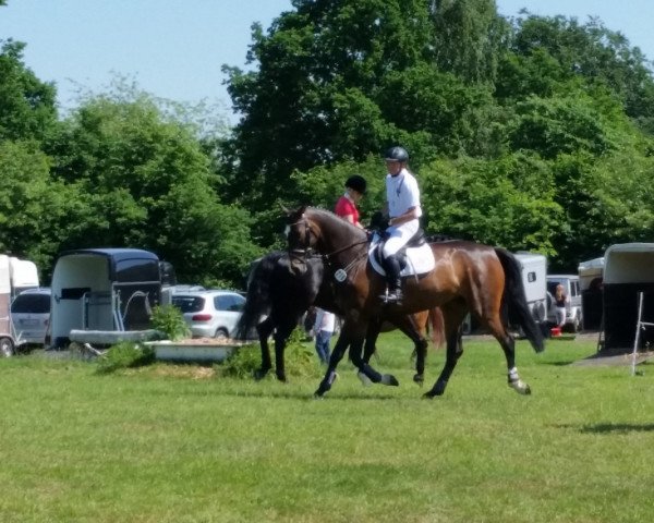 Springpferd Celina-Lavinia WS (Holsteiner, 2010, von Carentan)