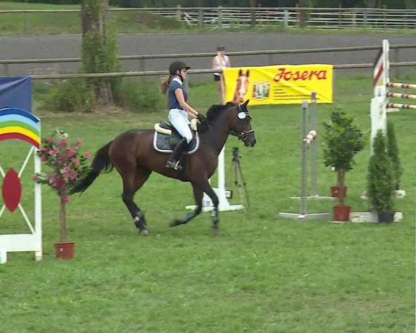 Landesponyturnier Ansbach 2019