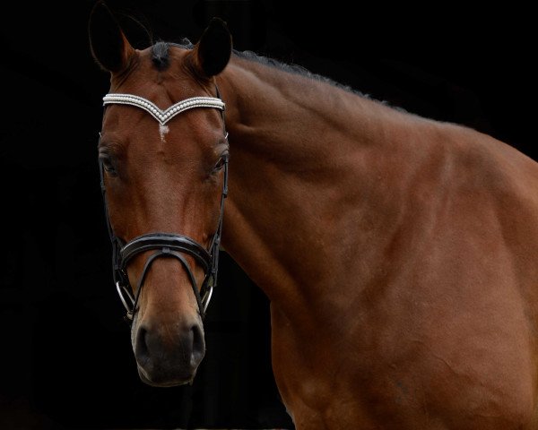 Pferd Leon 419 (Oldenburger, 1999, von Landjonker (Fruhling))
