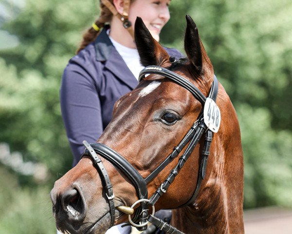 Dressurpferd Salitos Boy F (Westfale, 2012, von Sir Schiwago)