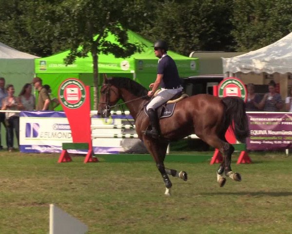 Reitturnier Kellinghusen 2019