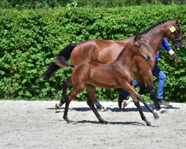 horse Makilly D Z (Zangersheide riding horse, 2015, from Mylord Carthago) horse Makilly D Z (Zangersheide riding horse, 2015, from Mylord Carthago)
