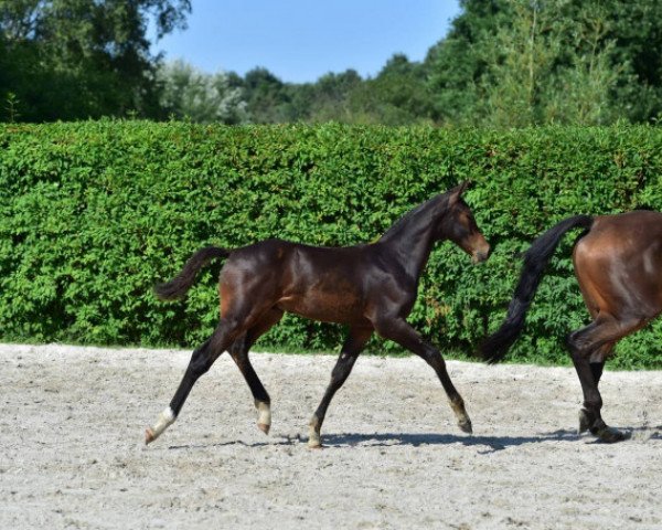 stallion Lamour Z (Zangersheide riding horse, 2015, from Levisto Z) stallion Lamour Z (Zangersheide riding horse, 2015, from Levisto Z)