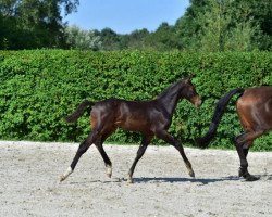 stallion Lamour Z (Zangersheide riding horse, 2015, from Levisto Z)