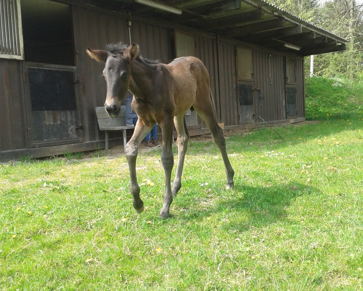 dressage horse Rüpel DB (Westphalian, 2014, from Richy)