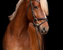 dressage horse Dream Star (Westphalian, 2011, from HET Golden Dream)