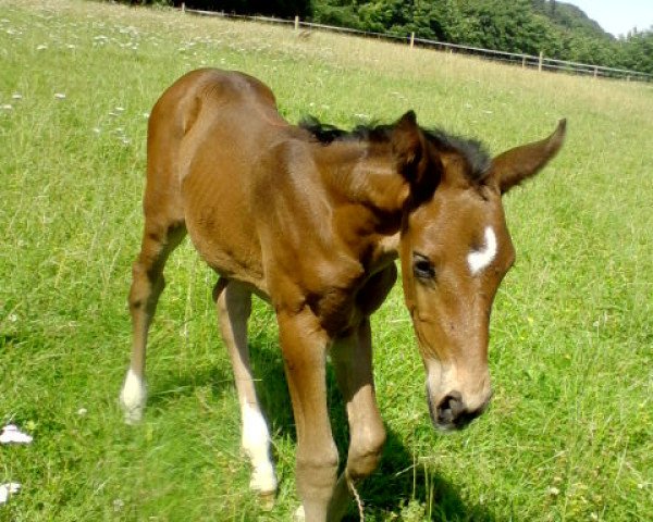horse Rosanna DB (Westphalian, 2012, from Richy)