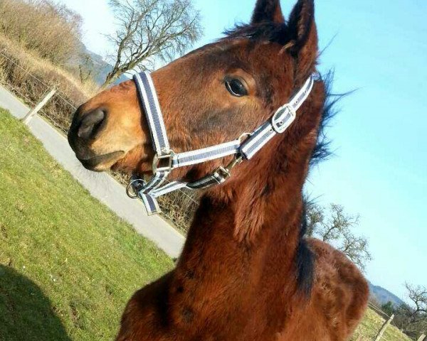 horse Diatango DB (Westphalian, 2015, from Diatano)