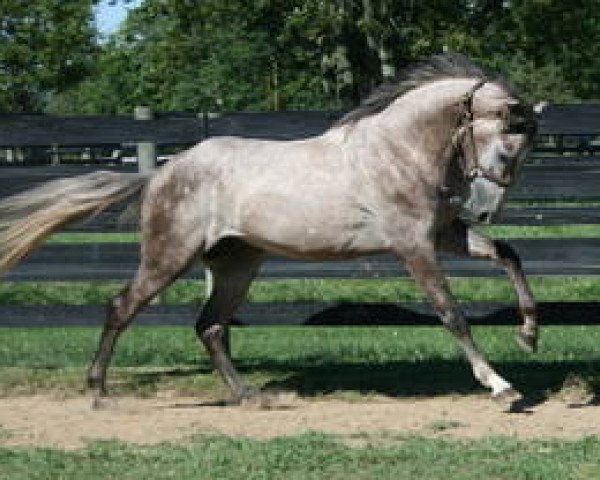 stallion Gemini CL xx (Thoroughbred, 2008, from Good Twist xx) stallion Gemini CL xx (Thoroughbred, 2008, from Good Twist xx)
