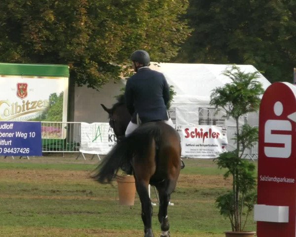 Reitturnier Aschersleben 2019
