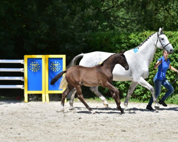 broodmare Gem's Clooney Z (Zangersheide riding horse, 2015, from Gemini CL xx)