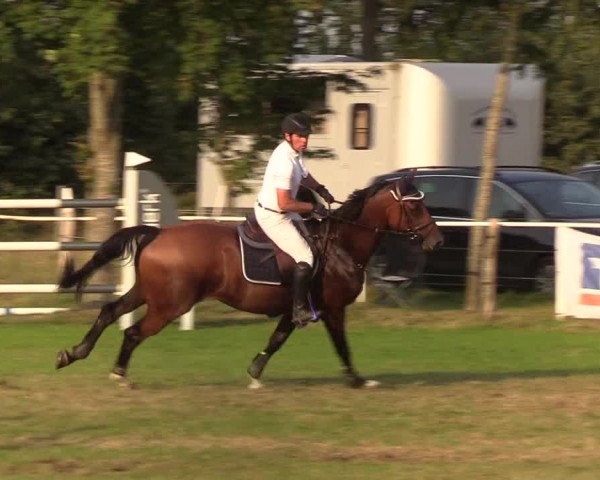 Reitturnier Kellinghusen 2019
