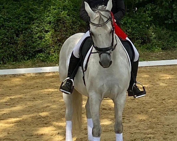 dressage horse Hesselteichs Dancing Diamond (German Riding Pony, 2007, from Dressman II)