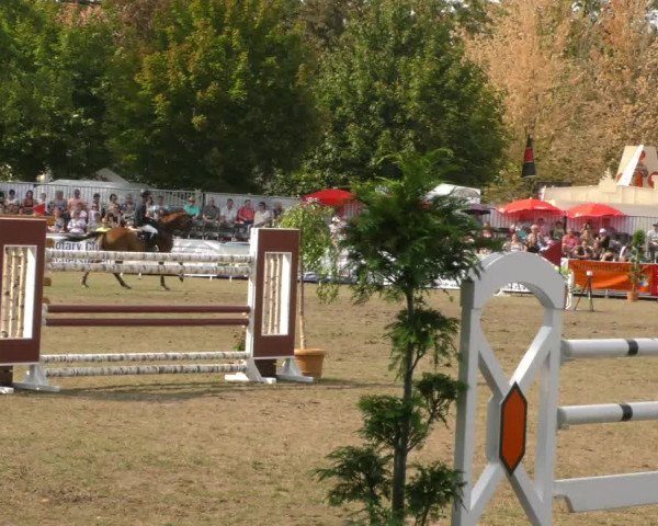 Reitturnier Aschersleben 2019
