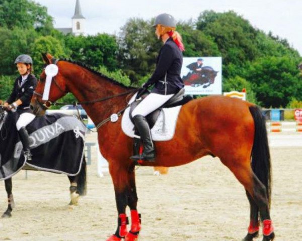Springpferd Cupido van het Elkenhof (Belgisches Warmblut, 2002, von Clinton)