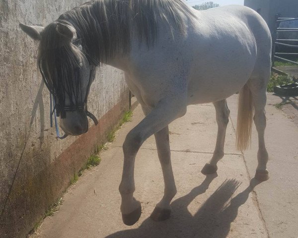 horse Collin 78 (Holsteiner, 2005, from Carolus I)